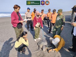 Penyu Lekang Mati Terdampar di Pantai Glagah Kulon Progo