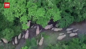 VIDEO: Penampakan Langka Kawanan Besar Gajah di China