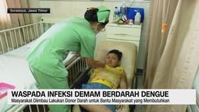 VIDEO: Waspada Infeksi Demam Berdarah Dengue