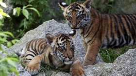 FOTO: Harmonisnya Keluarga si Kembar Bayi Harimau Sumatra di Berlin