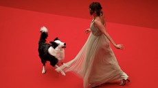 FOTO: Aksi Gemas Messi the Dog di Karpet Merah Festival Film Cannes