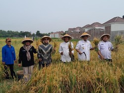 Jadi Proyek Percontohan Low Carbon Rice, Lahan Sawah Desa Jomboran Panen