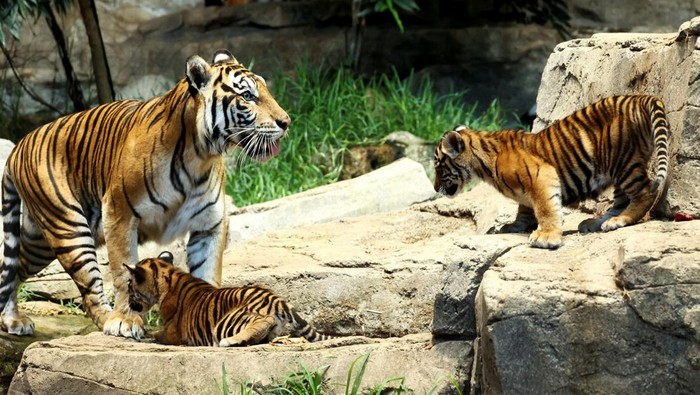 Newborn Sumatran tiger cubs Ede and Kuno, born in February this year, are shown to the media during a naming ceremony at the Tierpark Zoo in Berlin, Germany, May 14, 2024. REUTERS/LIESA JOHANNSSEN