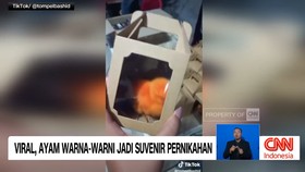 VIDEO: Viral, Anak Ayam Jadi Suvenir Pernikahan.
