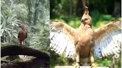 img-title Fakta Video Viral Pendaki Gunung Bertemu Burung Garuda