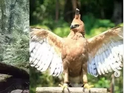 Fakta Video Viral Pendaki Gunung Bertemu Burung Garuda