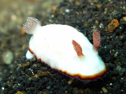 8 Fakta Unik Kelinci Laut, Mungil, Menggemaskan, dan Beracun