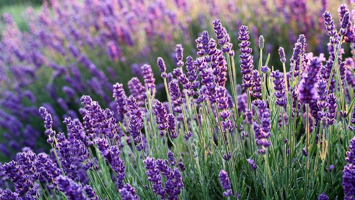 Lavender/Foto: Pixabay/Mouse23