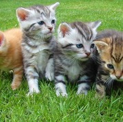Cat Lovers Wajib Tahu! Ini 5 Tanaman yang Tidak Disukai Kucing, Jangan Tanam di Rumah