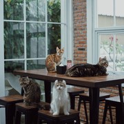 5 Rekomendasi Kafe Kucing di Jabodetabek, Cocok untuk Cat Lovers Nongkrong di Akhir Pekan!