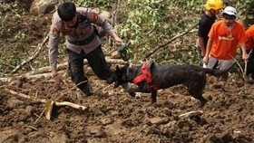 VIDEO: 4 Anjing Pelacak Dikerahkan Cari Korban Banjir Bandang Sumbar