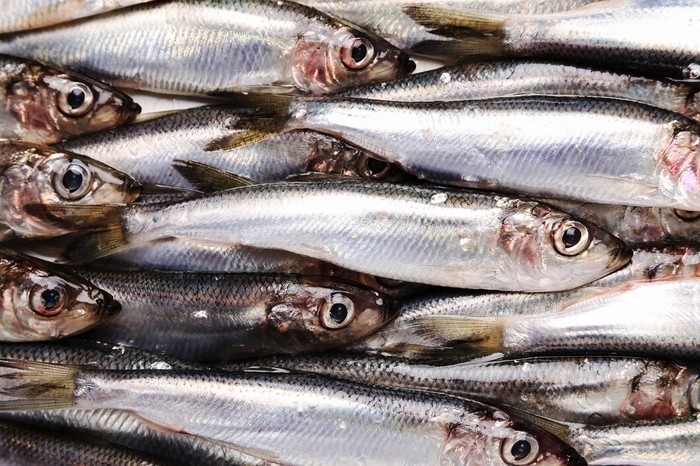 4 Jenis Ikan Tinggi Kandungan Purin, Musuh Penderita Asam Urat!