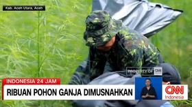 VIDEO: Ribuan Pohon Ganja Dimusnahkan.