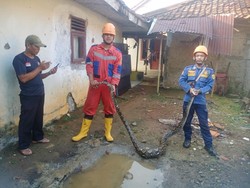 Ular Sanca Mangsa 12 Ayam Ternak di Bogor, Damkar Turun Tangan