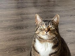 5 Alasan Kucing Tidak Boleh Disembelih dan Dimakan Dagingnya