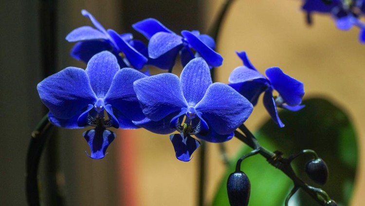 Phalaenopsis atau anggrek biru Phalaenopsis atau anggrek biru