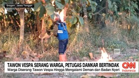 VIDEO: Tawon Vespa Serang Warga, Petugas Damkar Bertindak.