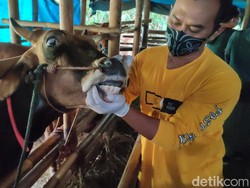 5 Cara Memilih Hewan Kurban yang Sehat dan Ciri-ciri Hewan Sakit
