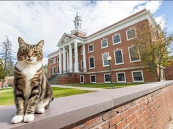 Keren! Kucing Ini Diberi Gelar Doktor oleh Universitas