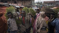 FOTO: Harga Jatuh, Jutaan Petani 'Emas Hijau' Ethiopia Gigit Jari