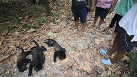 FOTO: Derita Monyet Langka Mati Kepanasan di Hutan Meksiko