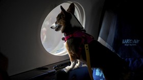 FOTO: Kala Anjing Terbang Pakai Pesawat Mewah BARK Air