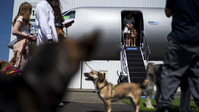 Pejabat lokal bandara Westchester County, AS, mengajukan gugatan terhadap maskapai penerbangan untuk anjing, Bark Air, usai dituduh melakukan pelanggaran.