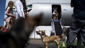 Pejabat di AS Gugat Maskapai untuk Anjing Gegara Langgar Batas Bandara
