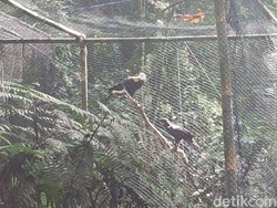 Dua Elang Brontok Jadi Penghuni Baru Gunung Sawal Ciamis
