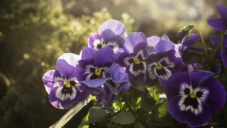 Ilustrasi bunga pansy Ilustrasi bunga pansy