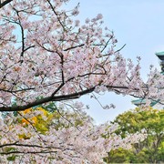 6 Fakta Unik Seputar Jepang, Banyak Masyarakatnya yang Berumur Lebih dari 100 Tahun