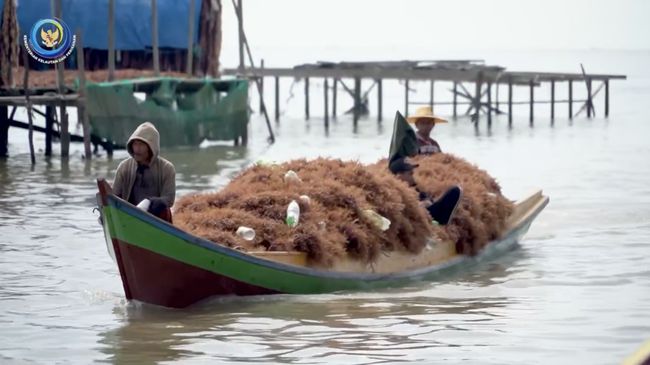 Terbongkar! Ada 10 Pabrik Pengolahan Rumput Laut RI Mangkrak, Ada Apa?