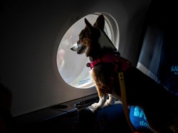 Melihat Penerbangan Anjing Kelas Satu Pertama di Dunia