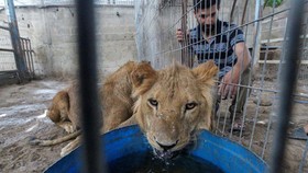 FOTO: Nasib Hewan Kebun Binatang Gaza Mengungsi Saat Agresi Israel