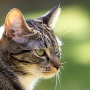 Sederet Jenis Bau yang Dibenci Kucing, Cat Lovers Catat!