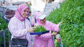 BRI Bantu Kelompok Dasawisma Pisang Sulap TPS Liar Jadi Urban Farming