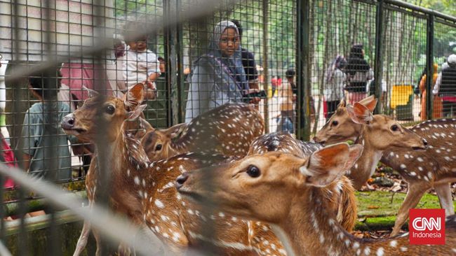 Ini Jadwal Buka Kebun Binatang Ragunan saat Momen Libur Idul Adha