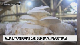 VIDEO: Raup Jutaan Rupiah dari Budi Daya Jamur Tiram