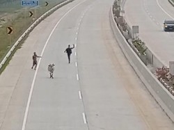 Aksi Petugas-Pemilik Kejar Sapi yang Masuk Tol Kisaran Sumut