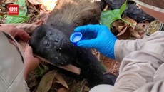 VIDEO: Seratusan Monyet Howler Mati Akibat Gelombang Panas di Meksiko