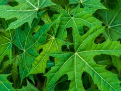Catat! Ini Sederet Manfaat Daun Pepaya bagi Kesehatan, Yuk Dicoba