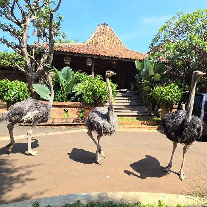<p>Sebelumnya, aviary milik Irfan Hakim ini juga sempat dikunjungi oleh sekolah sang putri, Aisha. Teman-teman serta gurunya pun sangat antusias menikmati suasana di dalam aviary. Burung-burung unta dibiarkan bebas menikmati alam di sekitar aviary, disebutkan Irfan jika ini merupakan kesempatan untuk menjemur para bruung tersebut. (Foto: Instagram: @irfanhakim75)</p>