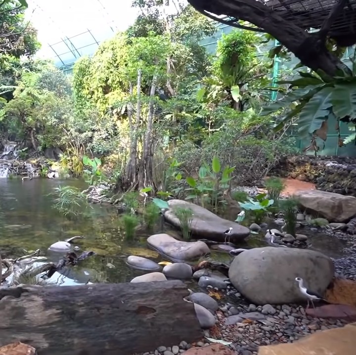 <p>Ya, beberapa tahun yang lalu, Irfan Hakim memutuskan untuk membangun aviary atau kandang burung besar di rumahnya. Ini merupakan ekosistem alam yang dibuat semirip mungkin dengan aslinya. Di sini pun terdapat berbagai jenis satwa, mulai dari burung-burungan, ikan, hingga kura-kura. (Foto: YouTube deHakims Aviary)</p>