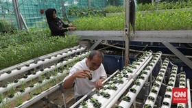 FOTO: Cara Berkebun di Lahan Kota ala Warga Pancoran