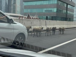 Gerombolan Kambing Nyelonong Masuk JLNT Casablanca, Lalin Sempat Macet