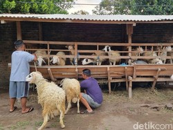 Pemkot Palembang Imbau Warga Beli Hewan Kurban yang Miliki SKKH