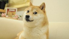 Anjing Shiba Inu di Doge Meme Mati dalam Tidur