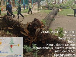 Momen Evakuasi Wanita Tertimpa Pohon Tumbang di Tebet Eco Park