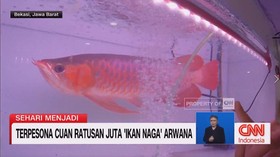 VIDEO: Sehari Menjadi Pembudidaya Ikan Arwana