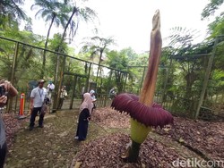 Jalan-jalan di Kebun Raya Cibodas, Bisa Lihat Bunga Bangkai hingga Sakura